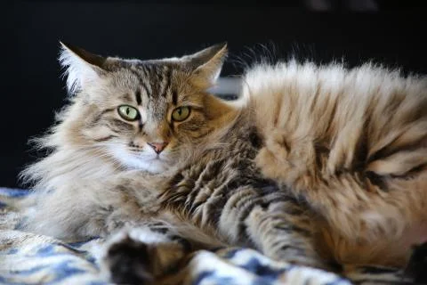 Gray cat 写真素材