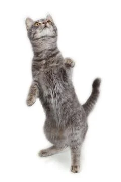 Gray cat Stock Photos