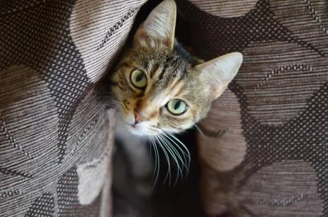 Gray cat Stock Photos