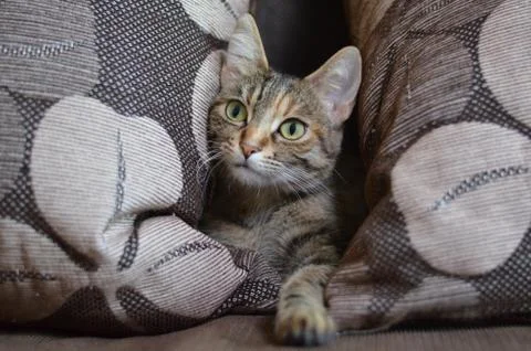 Gray cat Stock Photos