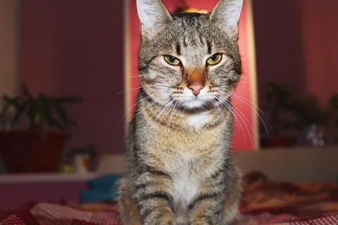 Gray cat Stock Photos