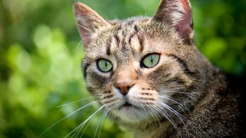 Gray cat Stock Photos