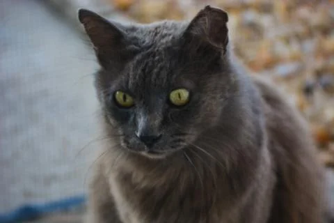 The Gray Cat Stock Photos