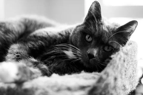 The gray cat Stock-Fotos