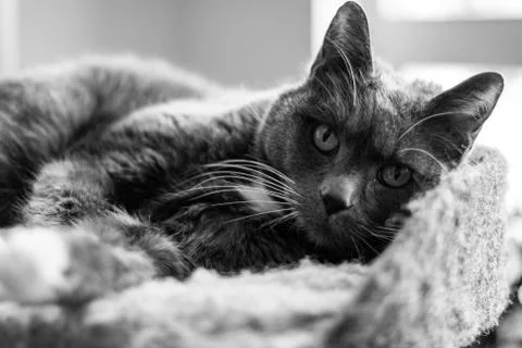The gray cat Stock-Fotos