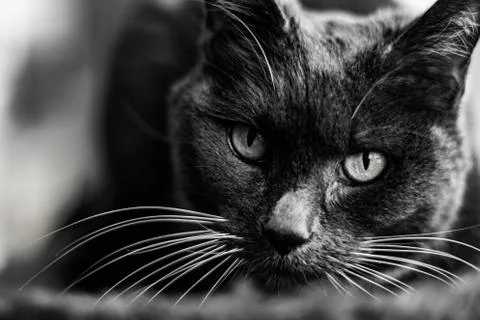 The gray cat Stock Photos