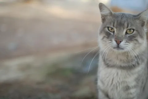 A gray cat Stock Photos