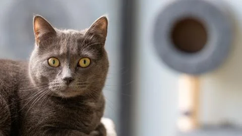 Gray cat Stock Photos