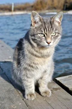 Gray cat Stock Photos