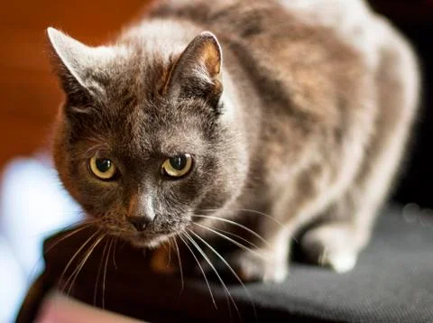 Gray cat Stock Photos