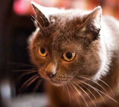 Gray cat Stock Photos