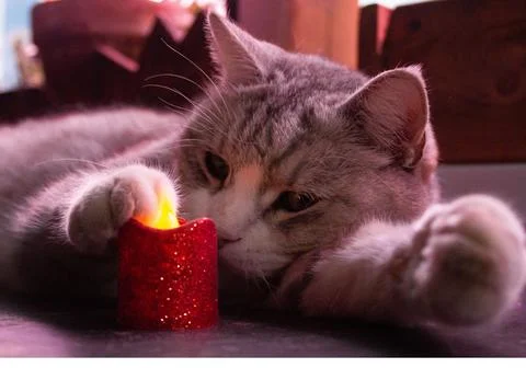 Gray cat Stock Photos