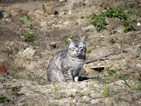 Gray cat Stock Photos