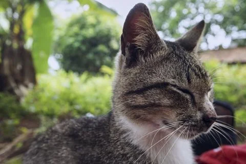 Gray cat Stock Photos