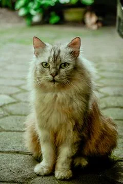 Gray cat Stock Photos