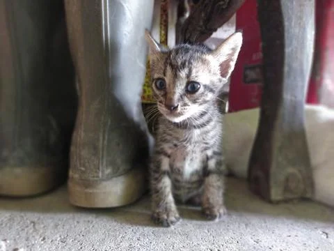 Gray cat Stock Photos