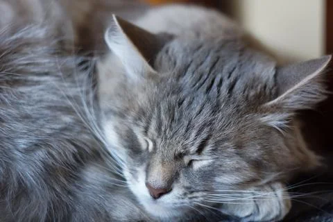Gray Cat Stock Photos
