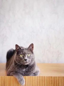 Gray cat Stock Photos