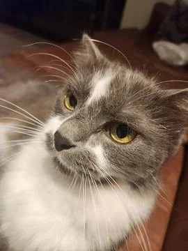 Gray cat Stock Photos