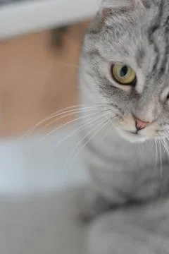 Gray cat Stock Photos