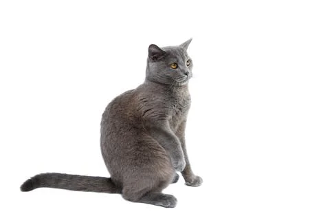 Gray cat Stock Photos