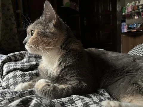 Gray cat Stock Photos