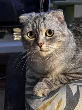 Gray cat Stock Photos