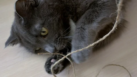 Gray cat is played with a string Stock Footage 107392367
