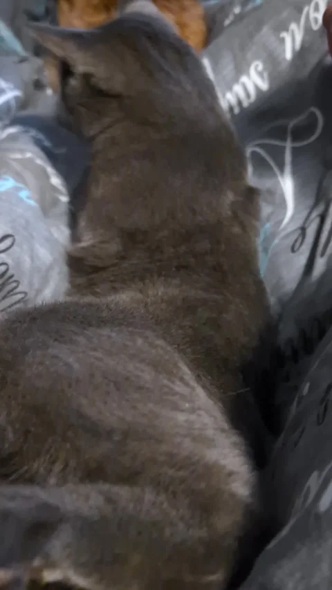 Gray cat in a playful pose being gently stroked on a cozy bed Stock Footage 309777503