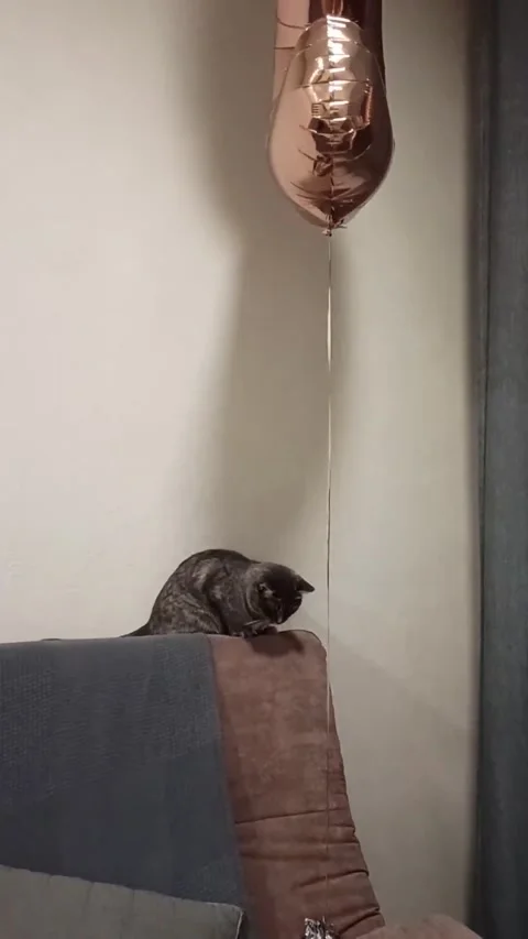 Gray cat playing with a balloon Stock Footage 238843717