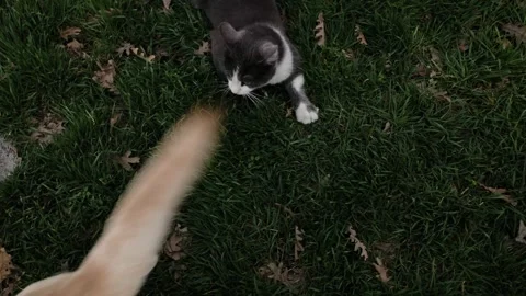 Gray cat playing with dog tail on green grass before the dog walks away. Playful Stock Footage 327218378