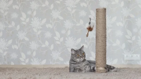 Gray cat playing with feather stick cat toy Video stock 108722570