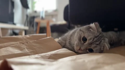 Gray cat playing Stock Footage 258560394