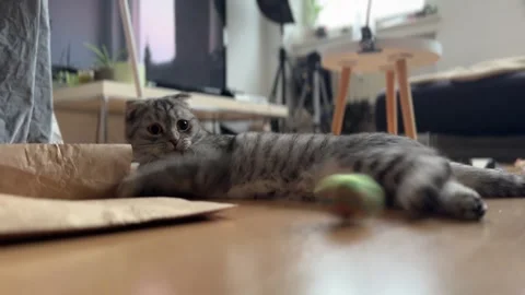 Gray cat playing Stock Footage 258560407