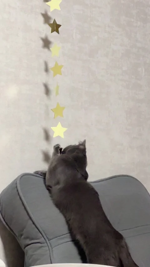 Gray cat playing with hanging string and designer wall decoration,vertical video Stock Footage 314131503