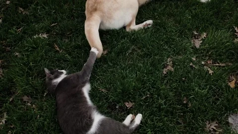 Gray cat playing with Labrador dog tail on green lawn. Playful interaction Stock Footage 327217590