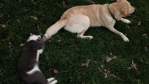 Gray cat playing with Labrador dog tail on green lawn. Playful interaction Stock Footage 327217754