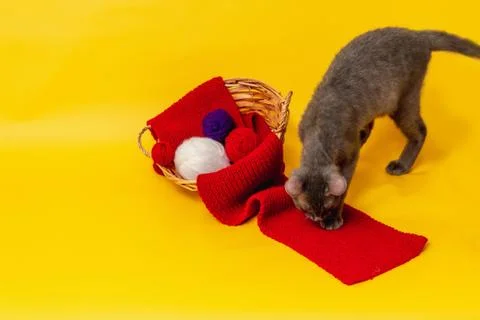 A gray cat is playing next to a wicker basket, in which a red scarf is stretc Stock Photos