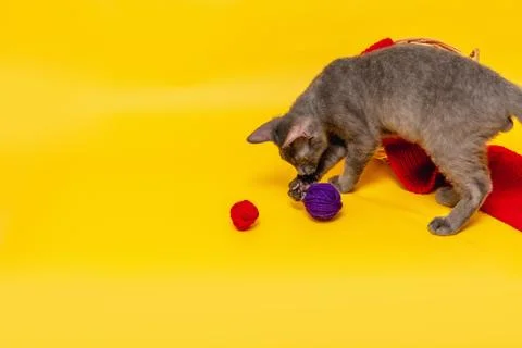 A gray cat is playing next to a wicker basket, in which a red scarf is stretc Stock Photos