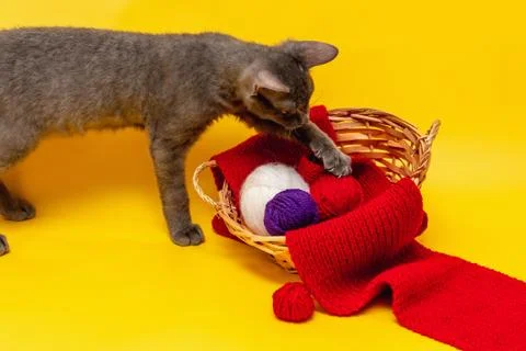 A gray cat is playing next to a wicker basket, in which a red scarf is stretc Stock Photos