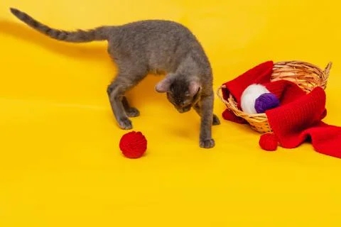 A gray cat is playing next to a wicker basket, in which a red scarf is stretc Stock Photos