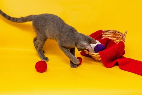 A gray cat is playing next to a wicker basket, in which a red scarf is stretc Stock Photos