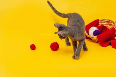 A gray cat is playing next to a wicker basket, in which a red scarf is stretc Stock Photos