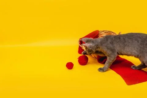 A gray cat is playing next to a wicker basket, in which a red scarf is stretc Stock Photos