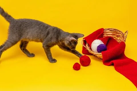 A gray cat is playing next to a wicker basket, in which a red scarf is stretc Stock Photos