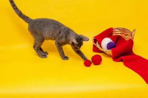 A gray cat is playing next to a wicker basket, in which a red scarf is stretc Stock Photos