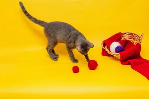 A gray cat is playing next to a wicker basket, in which a red scarf is stretc Stock Photos