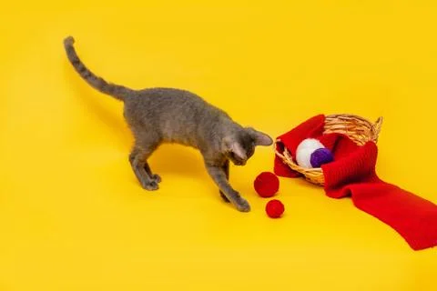 A gray cat is playing next to a wicker basket, in which a red scarf is stretc Stock Photos