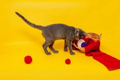 A gray cat is playing next to a wicker basket, in which a red scarf is stretc Stock Photos