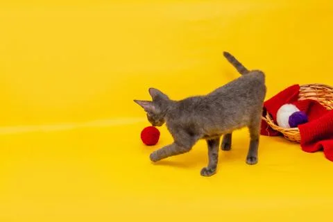 A gray cat is playing next to a wicker basket, in which a red scarf is stretc Stock Photos